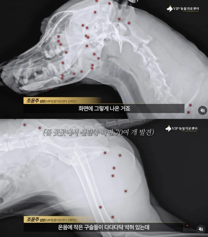 유기 상태에서 구조돼 해외 입양을 준비하던 백구 ‘귀동이’ 온몸에 총알 70여개가 박혀 있었다. 자료 : VIP동물의료센터 인스타그램
