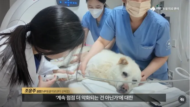 온몸에 총알 70여개가 박힌 백구 ‘귀동이’가 정밀 검사를 받고 있다. 자료 : VIP동물의료센터 인스타그램
