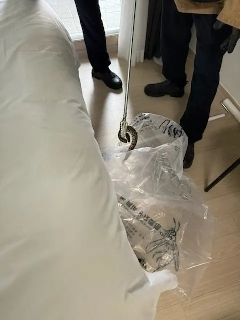 관계자들이 호텔 객실에서 비담뱀을 포획하는 모습. 양양소방서 제공