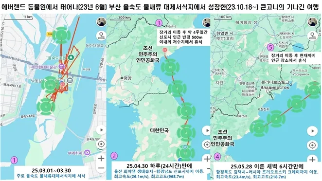 에버랜드 동물원에서 태어나(2023년 6월)  부산 을숙도 물새류 대체서직지에서 성장한 큰고니 여름의 2300km 대 여정. 부산시 제공