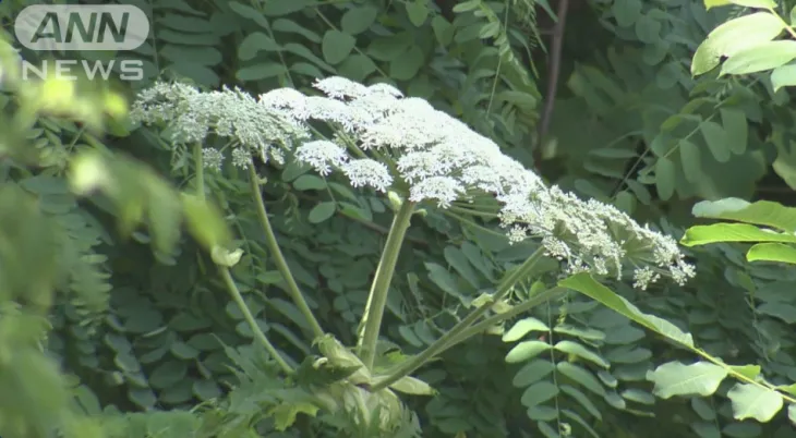일본 대학 캠퍼스에서 맹독성 야생 식물인 ‘큰멧돼지풀’(giant hogweed)로 추정되는 식물이 발견돼 현지 당국이 조사에 나섰다. TV아사히 보도화면 캡처