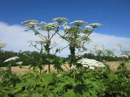 맹독성 야생 식물 ‘큰멧돼지풀’(giant hogweed). 뉴욕주환경보호국 홈페이지 캡처