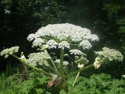 맹독성 야생 식물 ‘큰멧돼지풀’(giant hogweed). 뉴욕주환경보호국 홈페이지 캡처