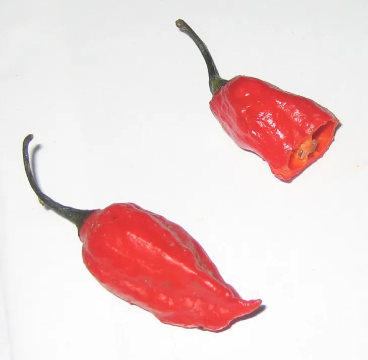 세계에서 가장 매운 고추로 알려진 인도의 ‘부트 졸로키아’. 위키피디아