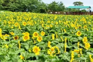 [포토] 제주는 해바라기의 계절