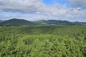 “경관 망친 잡목 제거” “인위적 훼손 안 돼”… 갈림길 선 ‘제주 오름’[이슈 & 이슈]