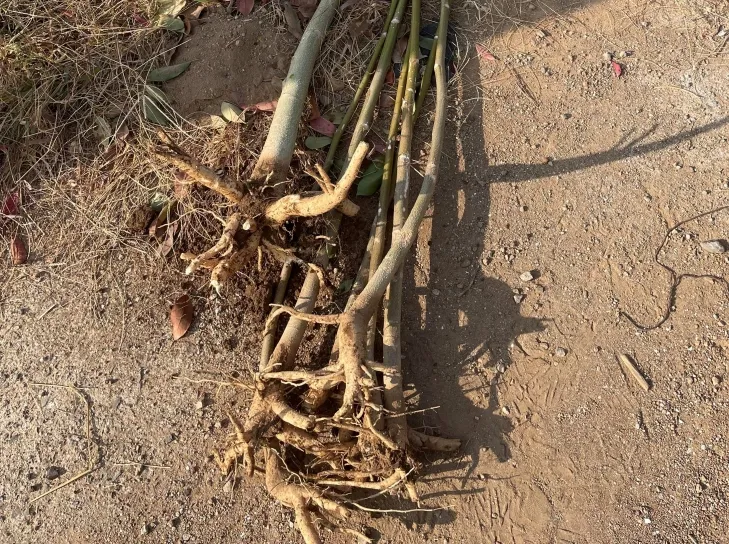 모링가나무 뿌리