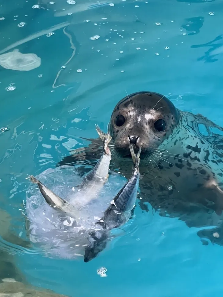 건강해진 어린 점박이물범, 다시 자연의 품으로 돌아가다