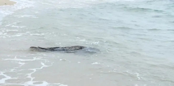 해양수산부는 지난 3월 27일 강원도 양양군 해안에서 구조된 어린 점박이물범을 약 3개월간의 집중 치료 끝에 건강을 회복시켜 지난 25일 강릉 사근진해변 인근 해역에 방류했다고 29일 밝혔다. 사진은 물범 방류 모습. 2025.6.29 해수부 제공