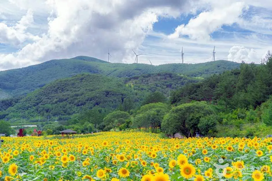 구와우마을 해바라기 군락지 (사진-한국관광공사)