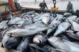 이상기온에 영덕 이례적 대형 참치떼… 쿼터 초과로 ‘눈물의 폐기’