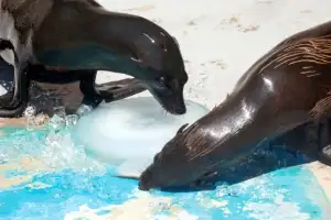 [포토] ‘시원한 특식’ 먹는 물개