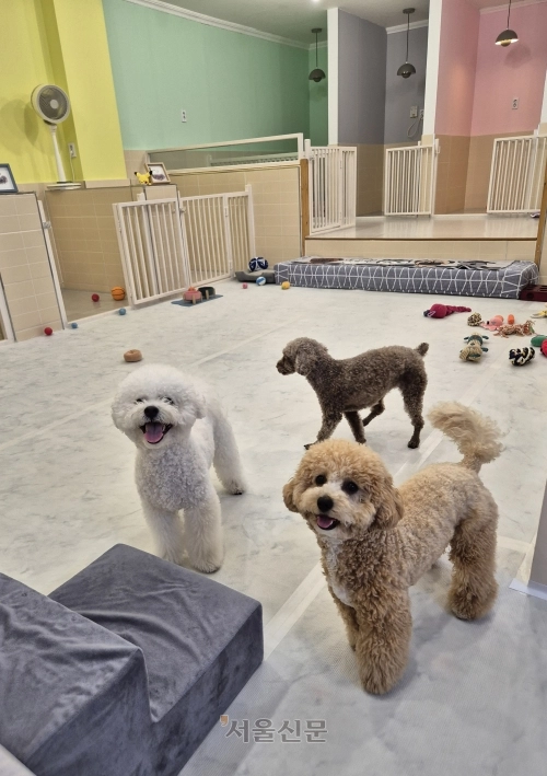 피카디리 애견호텔.