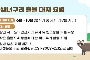 안양시, “야생 너구리 만지거나 먹이 주면 안 돼요”