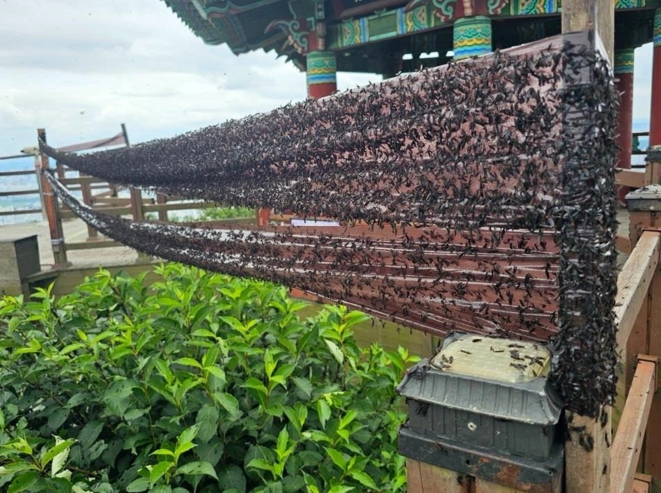 끈끈이 트랩에 붙은 러브버그들