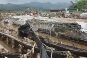 7월 집중호우에 초토화 …경남도 산청·하동 딸기농가에 예비비 긴급 지원