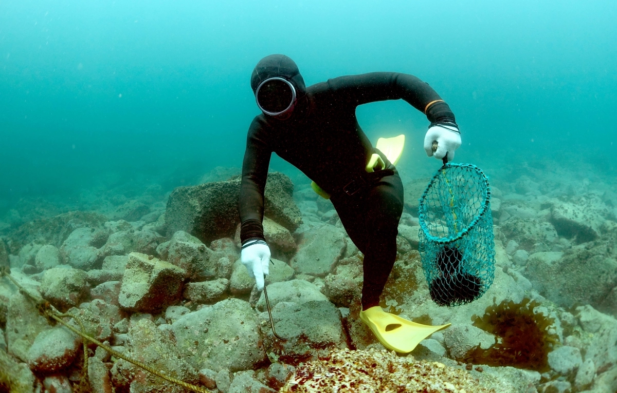 지난 9일 경북 포항시 남구 신창1리 앞바다에서 손명수씨가 물속에 들어가 성게를 채취하고 있다.  포항 박지환 기자
