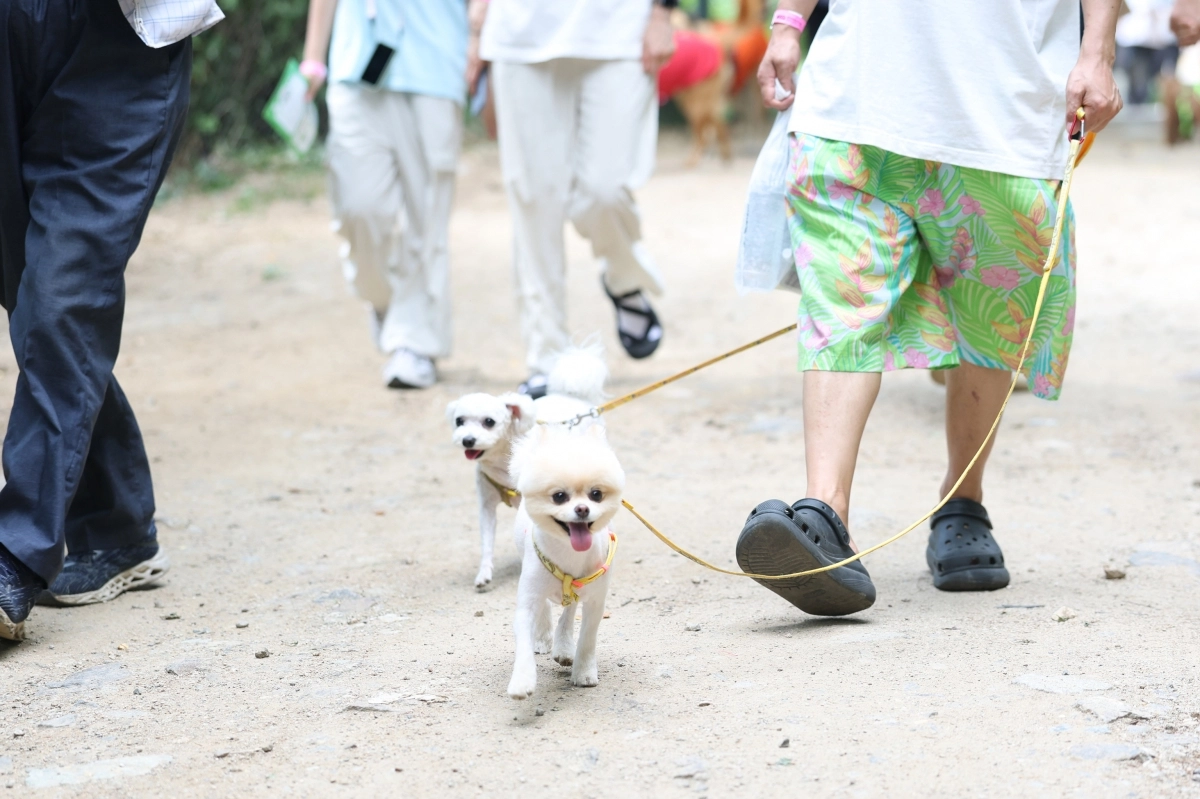 지난달 14일 서대문구 안산(鞍山) 반려견 산책로에서 열린 ‘2025 서대문 반려동물과 함께 걷기 행사’.   서대문구 제공