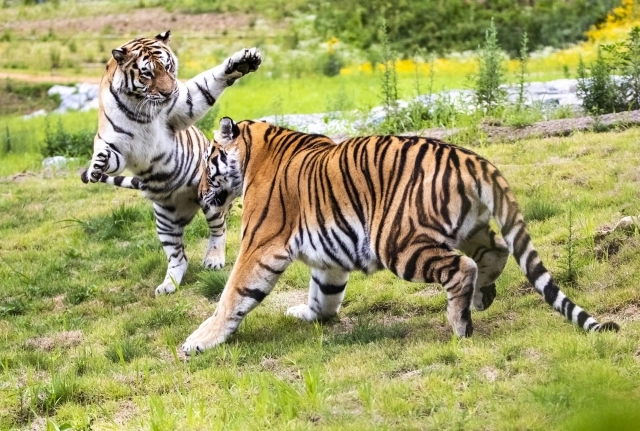 국립백두대간수목원 호랑이숲에서 백두산호랑이들이 노닐고 있다. 봉화군 제공