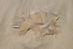 사람도 동물도 헉헉… 바다엔 해파리떼 … 제주, 폭염대응 전면전