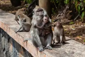 “휴대폰과 망고 맞교환, 콜?”…원숭이, 도둑 ‘비지니스’