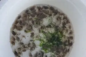 서해 특산품종 ‘꽃게’ 자원 회복…22만 마리 방류