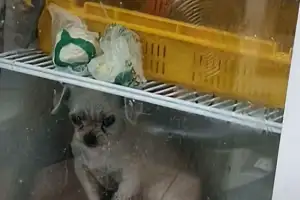 “식재료 냉장고에 떨고 있는 강아지가”…부산 식당 ‘동물 학대’ 논란