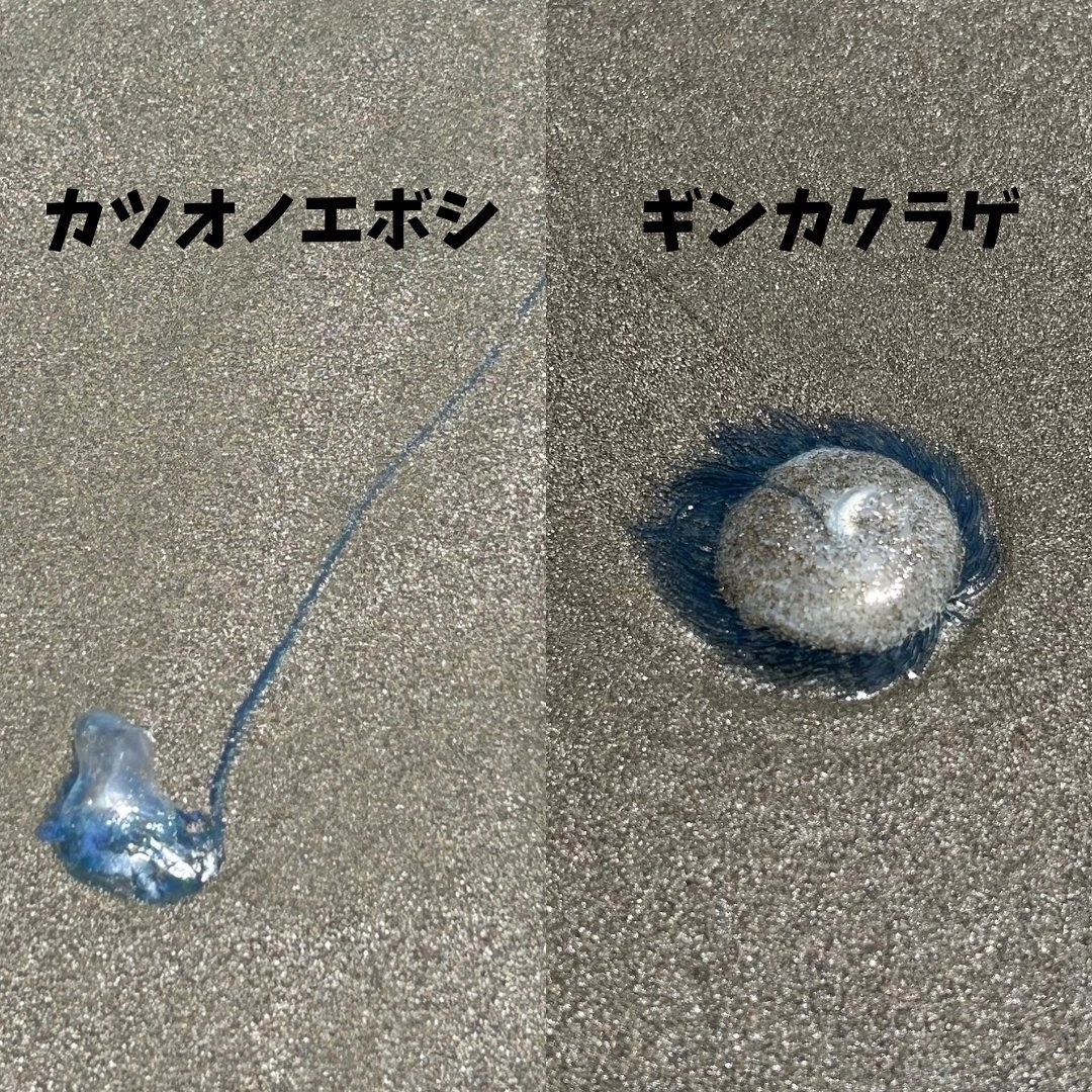 일본 미야자키현 미야자키시 해수욕장에서 발견된 독성이 매우 강한 작은부레관해파리(사진 왼쪽)와 푸른우산관해파리. 미야자키시 엑스(X) 캡처