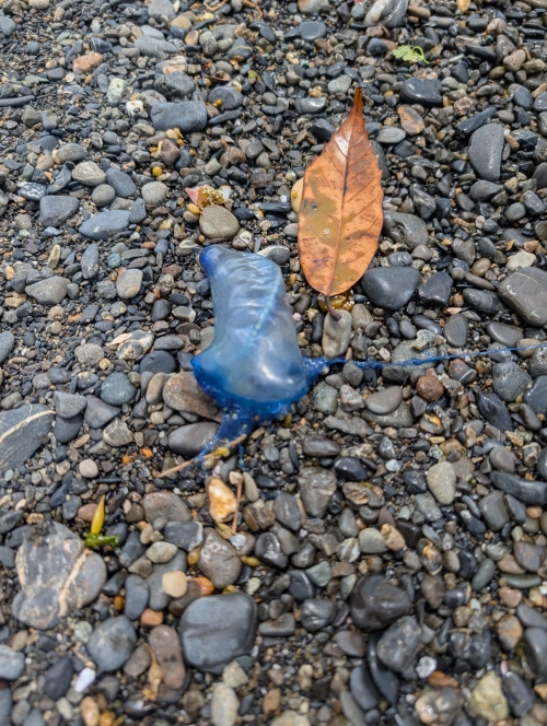 일본 시즈오카현에서 발견된 독성이 매우 강한 ‘작은부레관해파리’. 엑스(X) 캡처