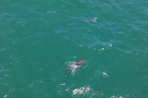 ‘행운이’ 이어 폐어구에 걸린 남방큰돌고래… 제주도 민관협력 구조 재가동