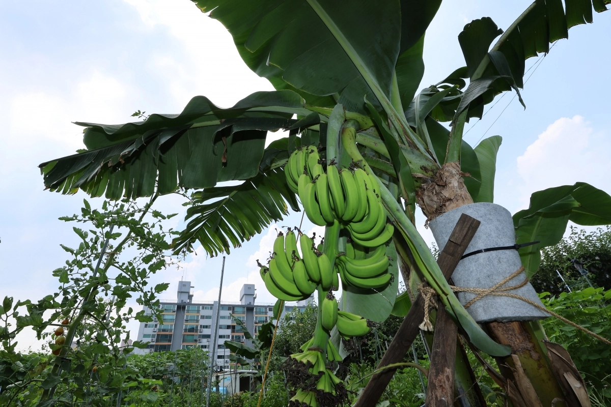 연일 무더위가 이어지고 있는 29일 서울 노원구 천수주말농장 녹색어울림 교육장에 열대과일인 바나나가 열려있다. 2025.7.29 연합뉴스