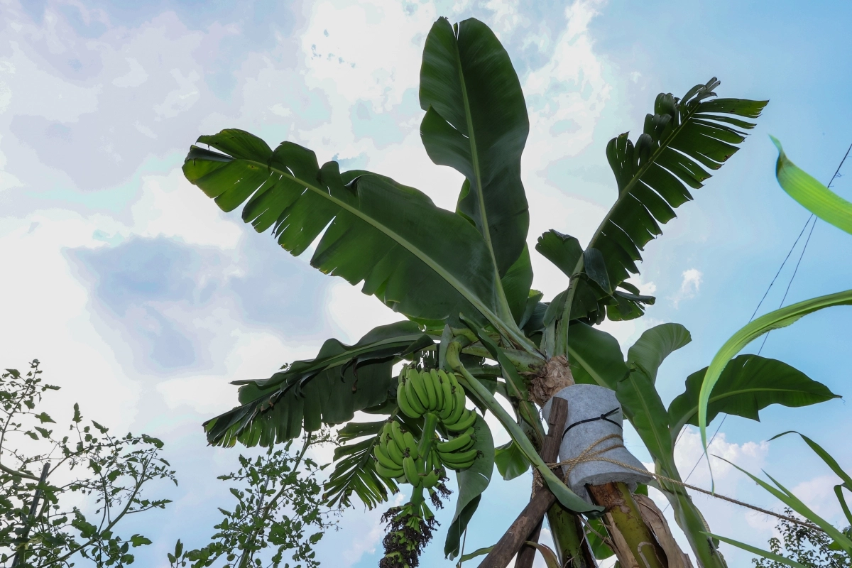 한국도 이제 열대 기후?