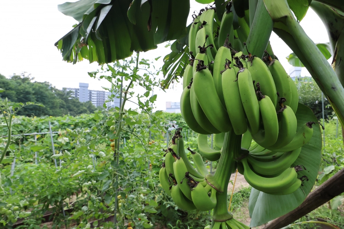 연일 무더위가 이어지고 있는 29일 서울 노원구 천수주말농장 녹색어울림 교육장에 열대과일인 바나나가 열려있다. 2025.7.29 연합뉴스