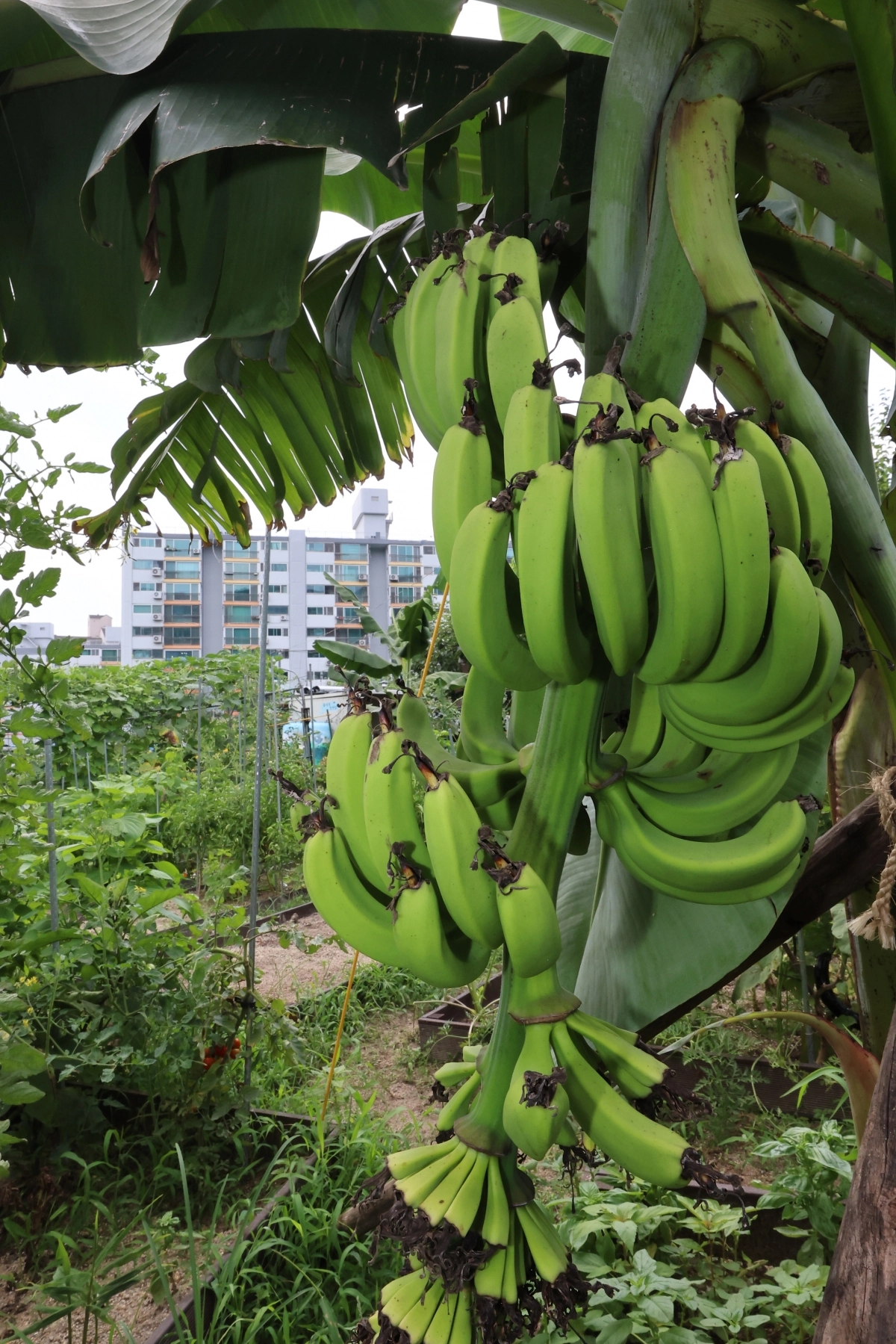 ‘서울에도 바나나가 열립니다’