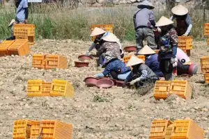 필리핀노동자 집단 체불… 고용부, 전담팀 구성해 조사