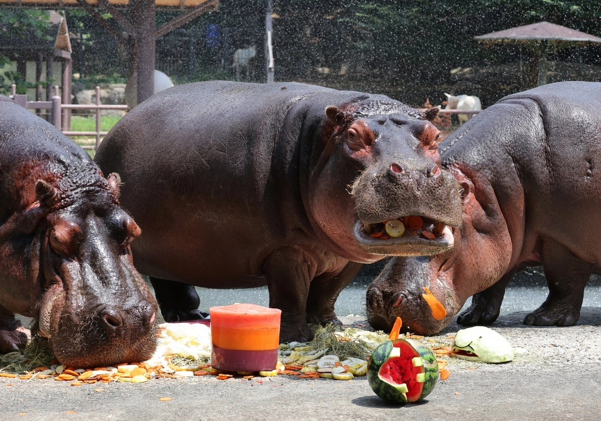 여름 특식 먹는 하마