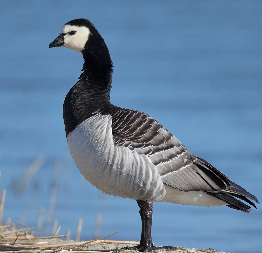 ‘흑기러기’(barnacle geese). 위키피디아