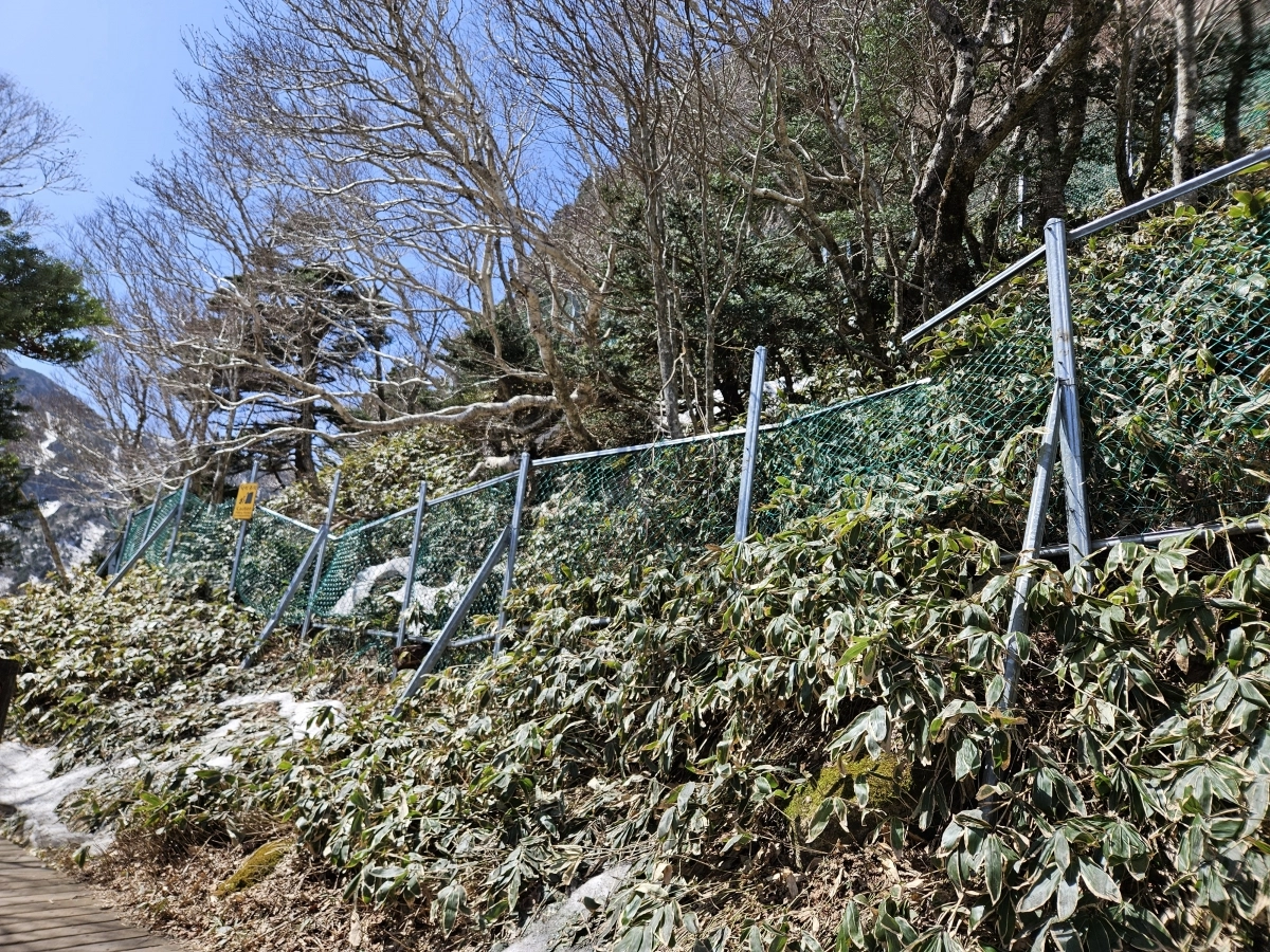 한라산 관음사 탐방로 삼각봉~정상 구간 보수공사를 위해 9월 15일부터 10월 31일까지 부분 통제된다. 제주도 제공