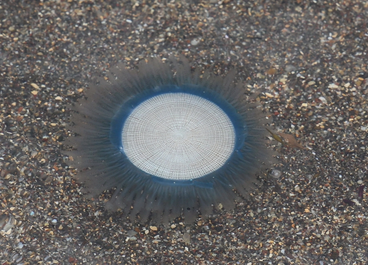 지난 21일 제주시 이호해수욕장에 나타난 푸른우산관해파리. 2025.7.29 연합뉴스