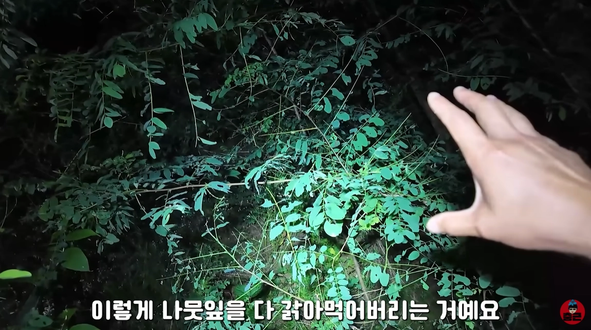 대벌레가 대량 발생한 인천의 한 산을 찾아간 유튜버 이충근이 대벌레 대발생의 문제점에 대해 설명하고 있다. 유튜브 채널 ‘이충근’ 캡처