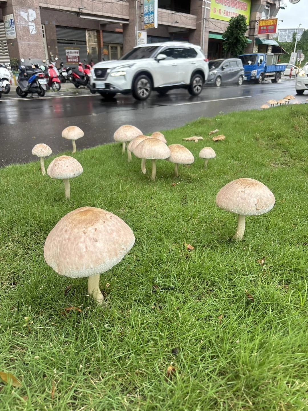 기록적인 폭우가 휩쓸고 간 대만 남부 가오슝 시내 한복판에 정체 불명의 버섯들이 모습을 드러냈다. 자료 : 페이스북