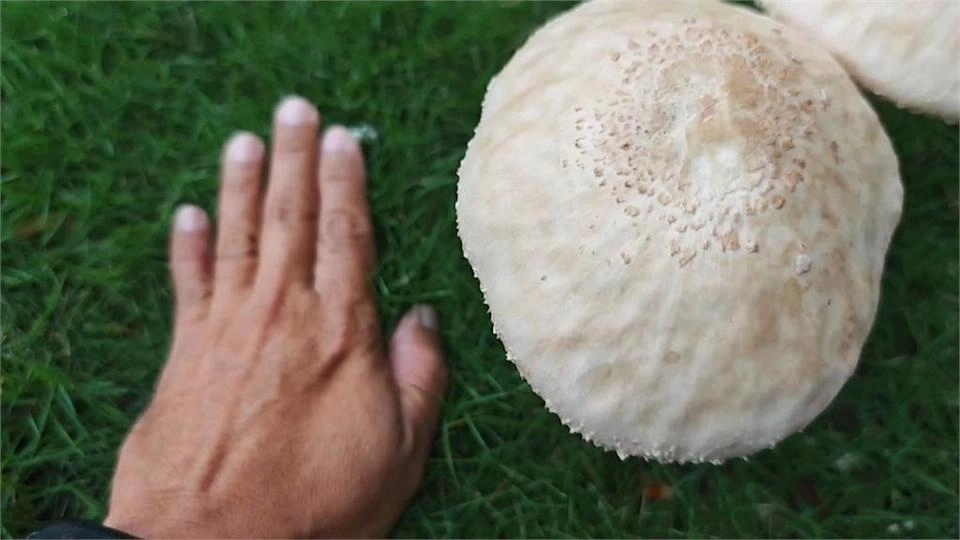 기록적인 폭우가 휩쓸고 간 대만 남부 가오슝 시내 한복판에 정체 불명의 버섯들이 모습을 드러냈다. 자료 : FTV