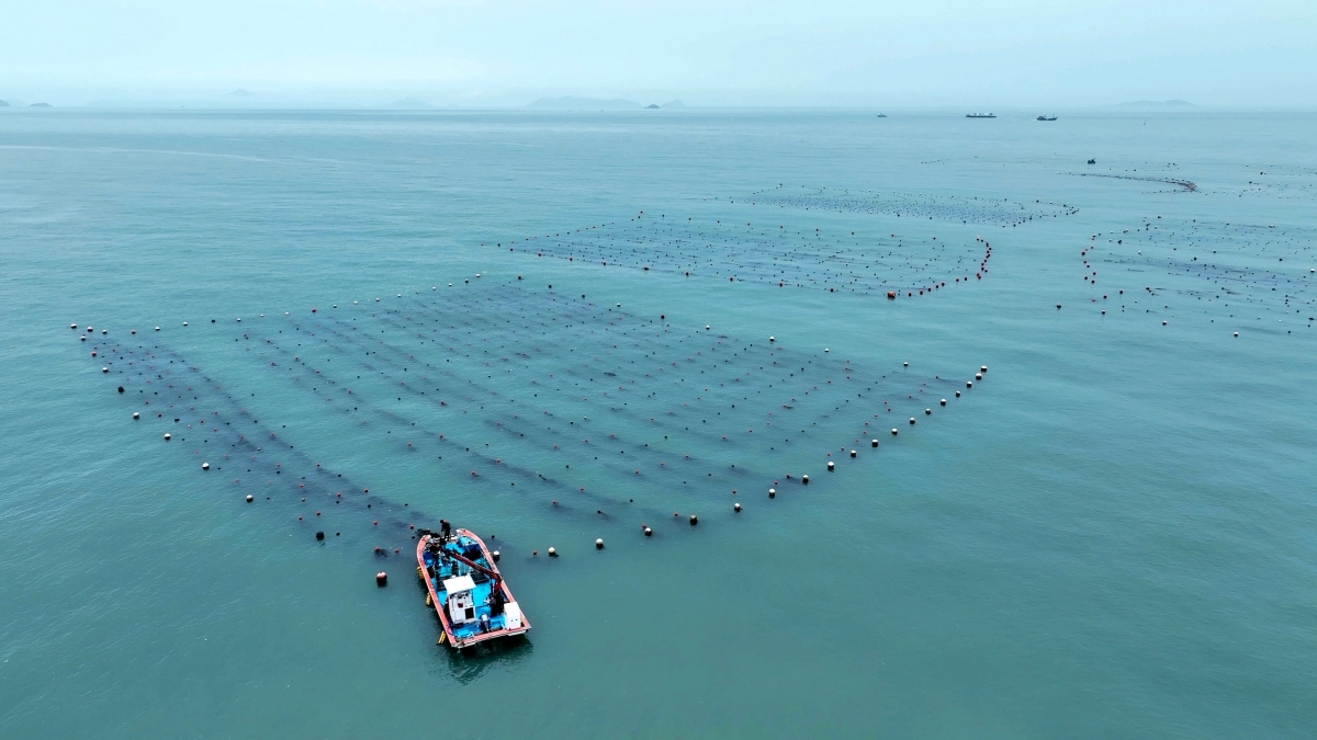 완도군 다시마 양식장 전경