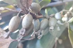 힘없는 모발 걱정 끝? “탈모 예방 입증”…국내서 자라는 ‘이것’ 정체