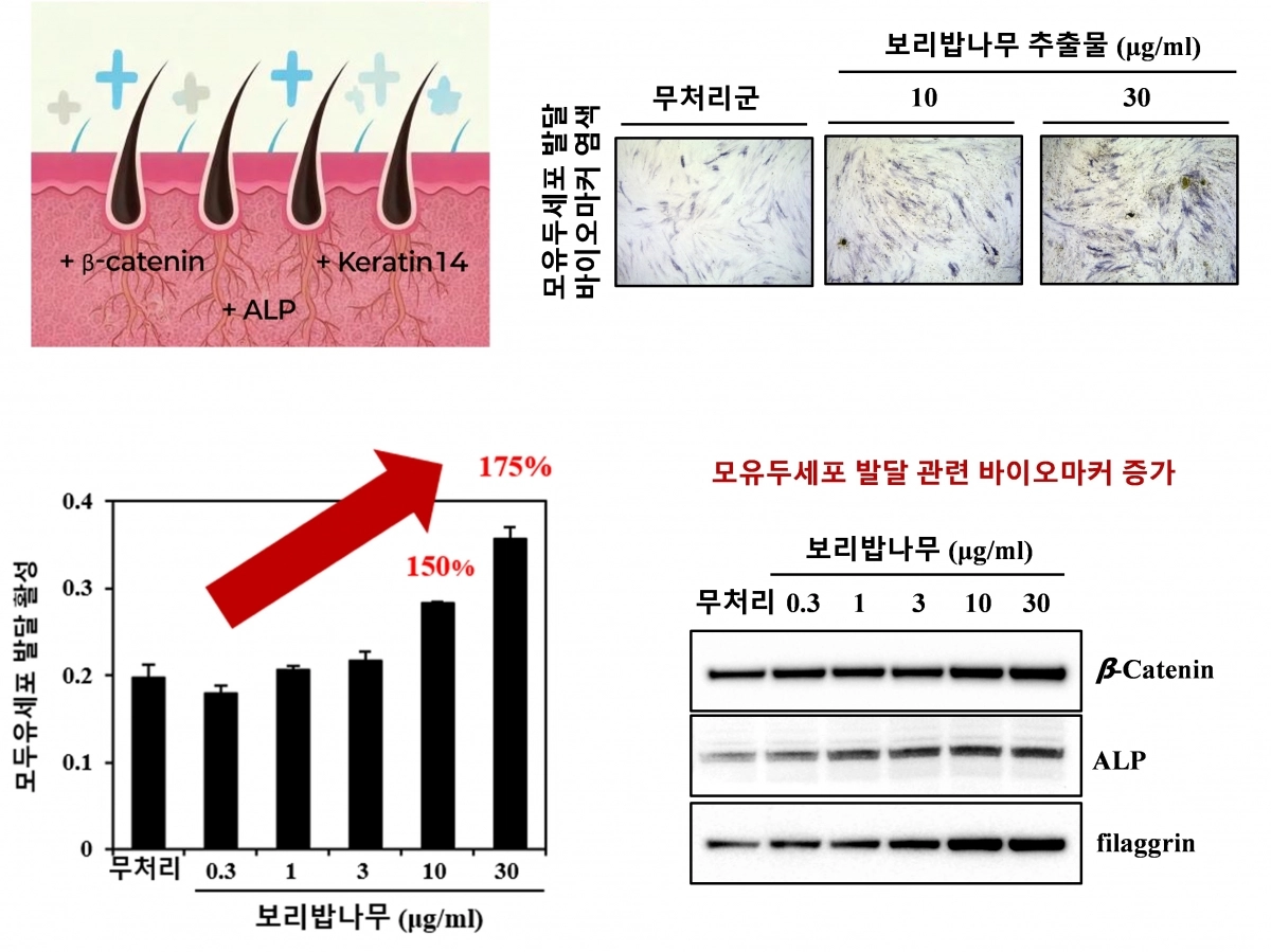 보리밥나무 추출물 투여 세포 실험. 국립산림과학원 제공