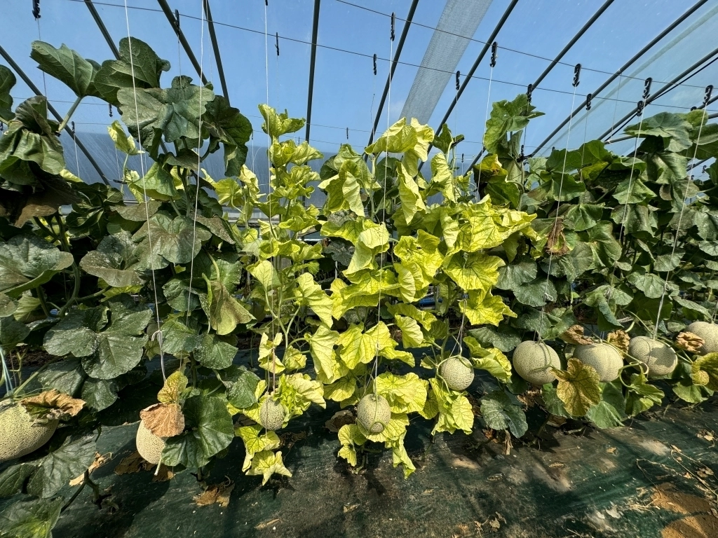 멜론 박과진딧물매개황화바이러스(경기도농업기술원 제공)