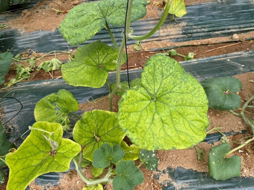 멜론 박과퇴록황화바이러스(경기도농업기술원 제공)