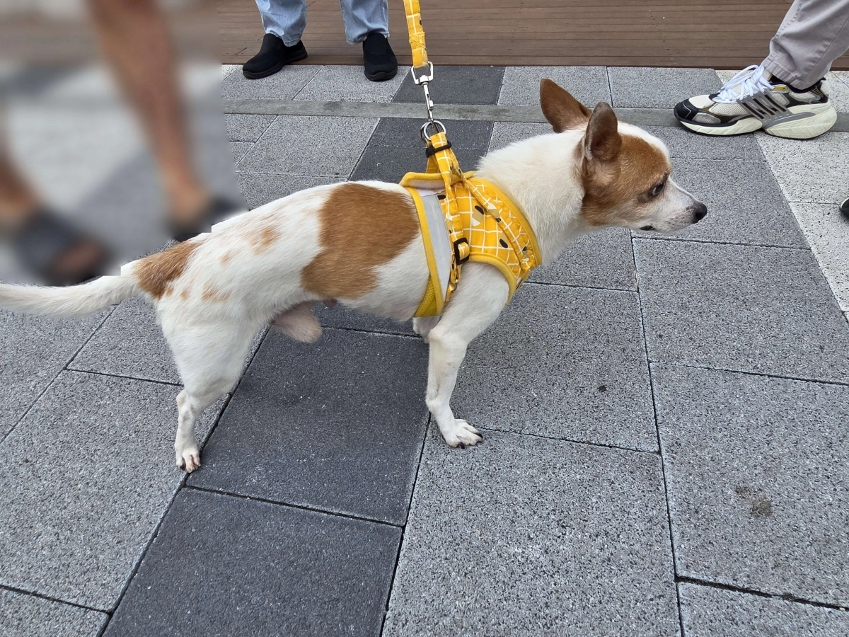 학대당한 강아지 ‘사군이’. 부산 경찰청 제공