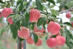 농산물은 역시 ‘청송사과’가 최고