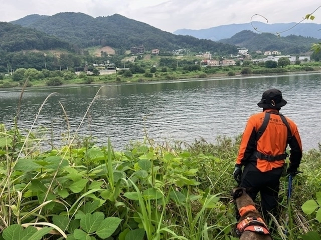 경기북부특수대응단 강동찬 핸들러와 구조견 대찬이가 9일 가평 청평면 한 강가에서 지난달 폭우 때 불살에 휩쓸려 생사가 확인되지 않고 있는 마지막 실종자를 찾고 있다. [사진 경기북부소방재난본부 제공]